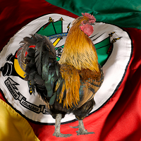 DJ GALO VEIO